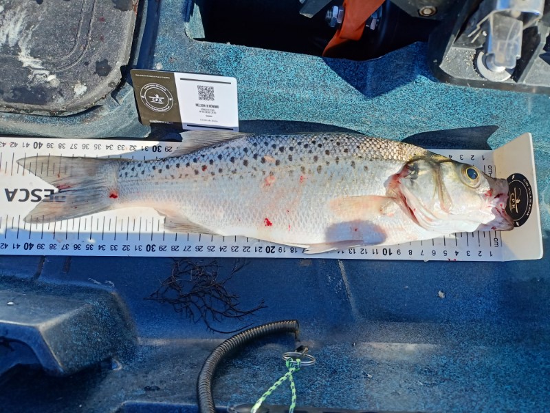 Fish Measure Picture