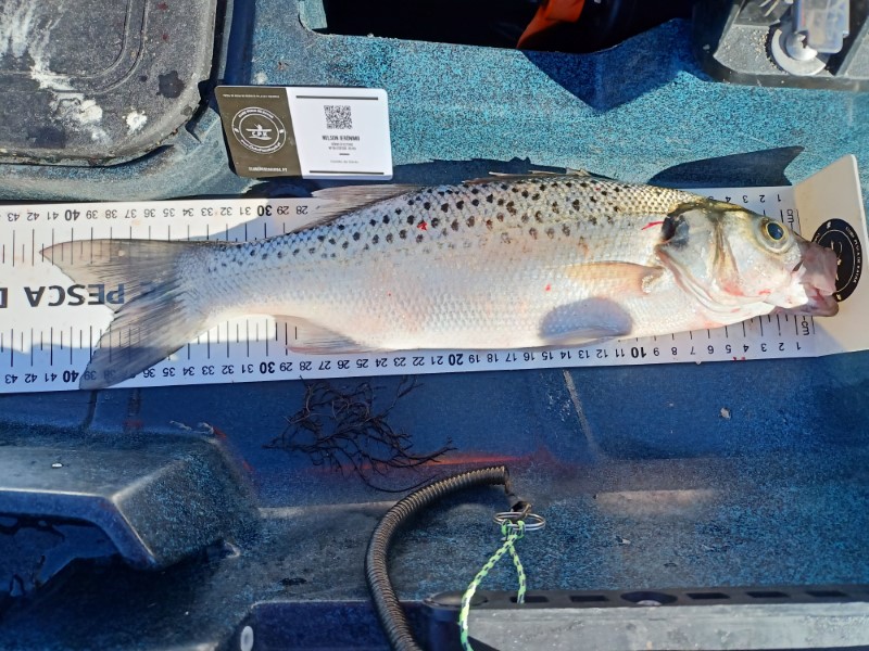 Fish Measure Picture