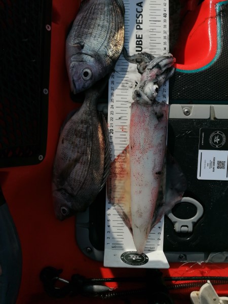 Fish Measure Picture