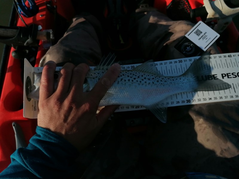 Fish Measure Picture