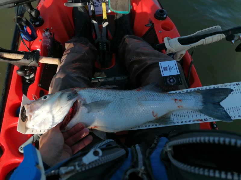 Fish Measure Picture