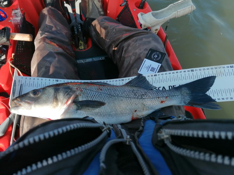 Fish Measure Picture