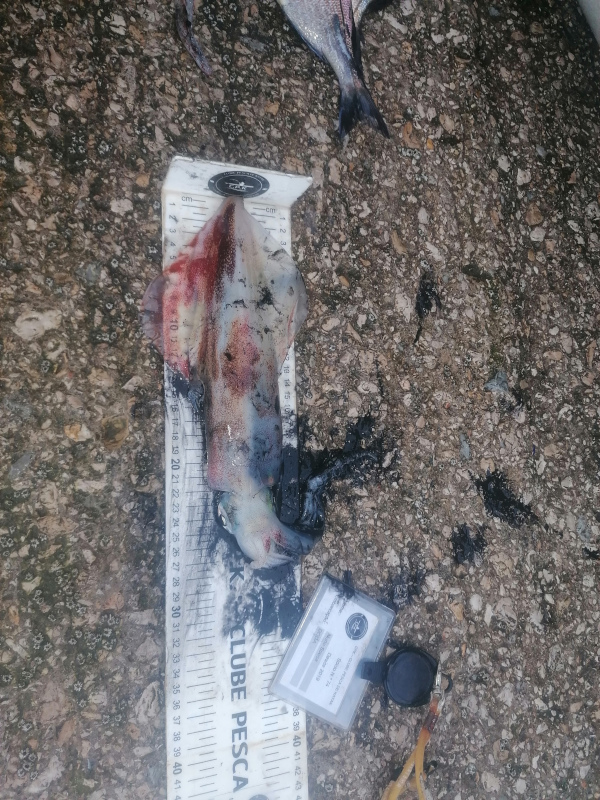 Fish Measure Picture