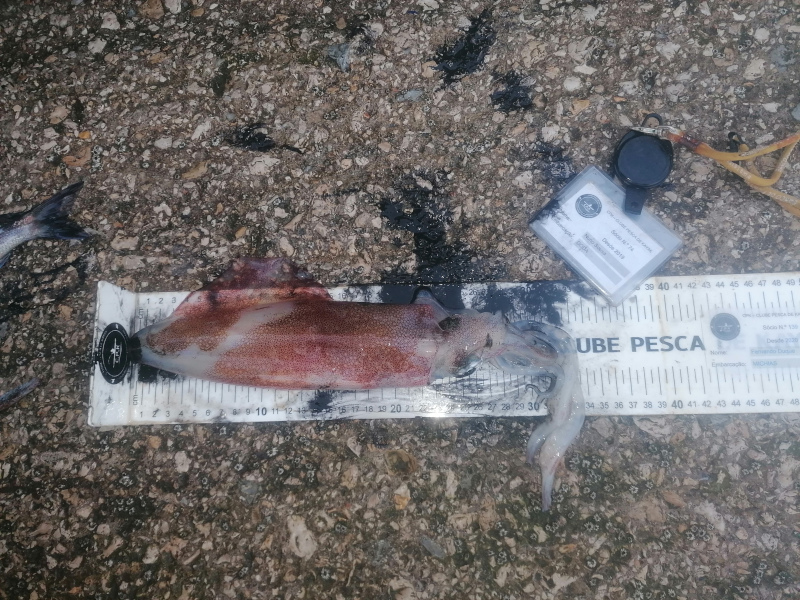 Fish Measure Picture