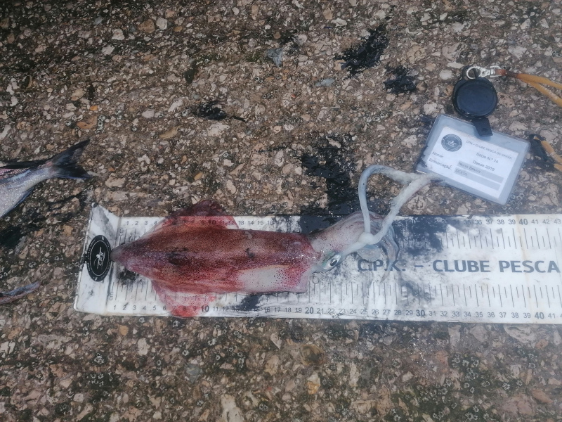 Fish Measure Picture