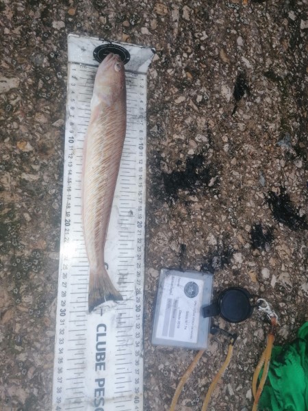 Fish Measure Picture