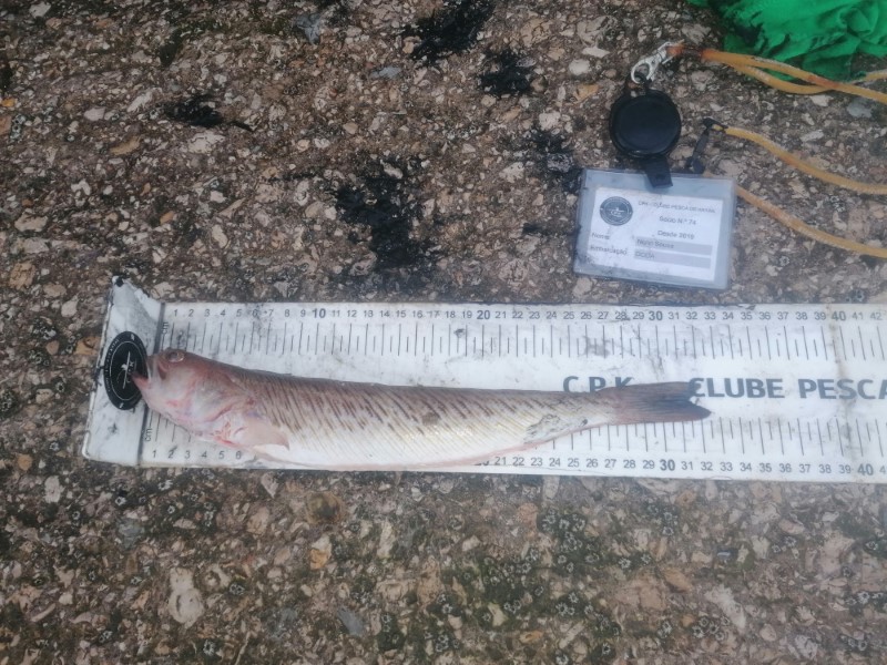 Fish Measure Picture