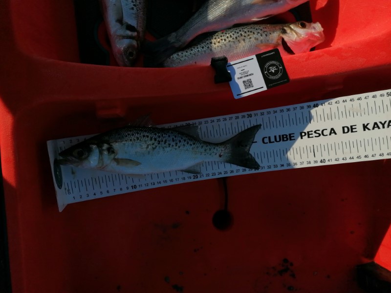 Fish Measure Picture