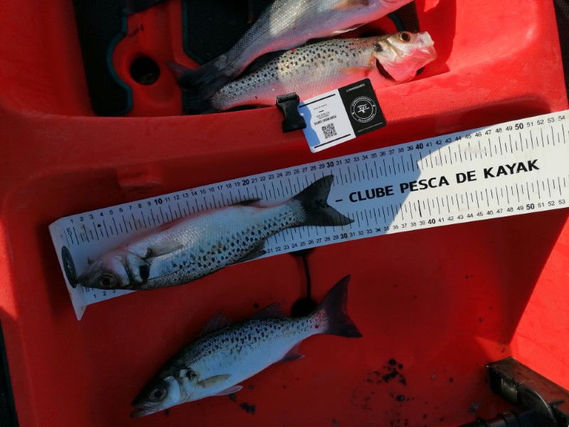 Fish Measure Picture