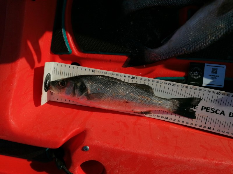 Fish Measure Picture