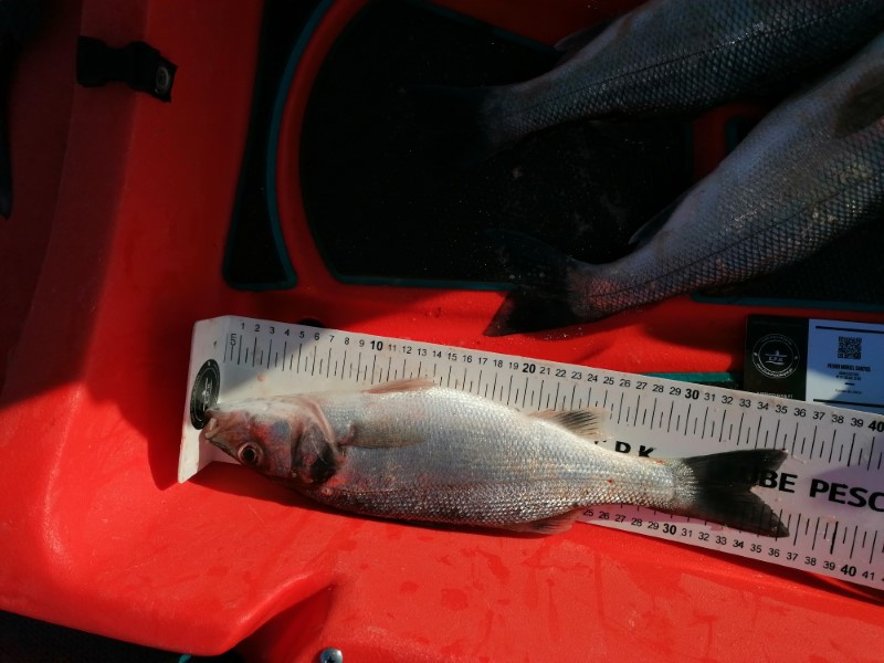 Fish Measure Picture