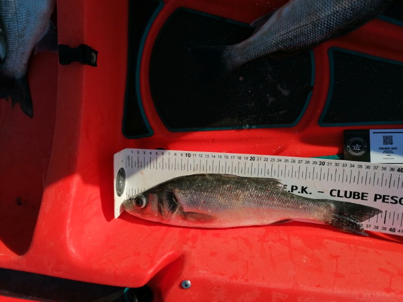 Fish Measure Picture