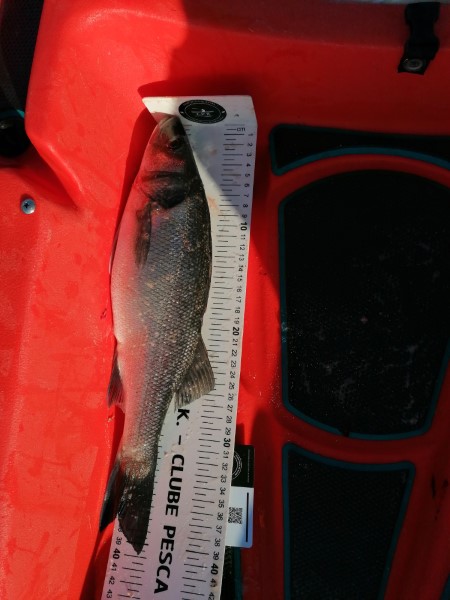 Fish Measure Picture