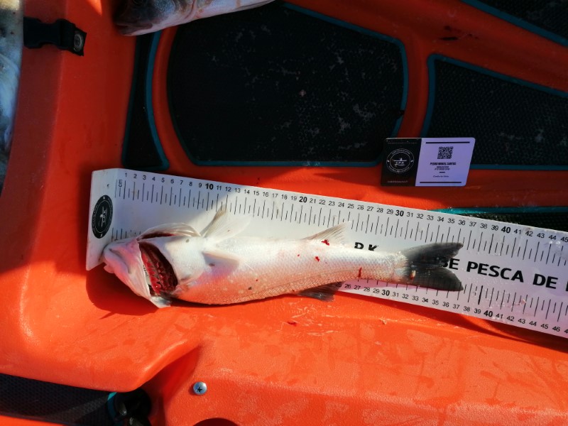 Fish Measure Picture