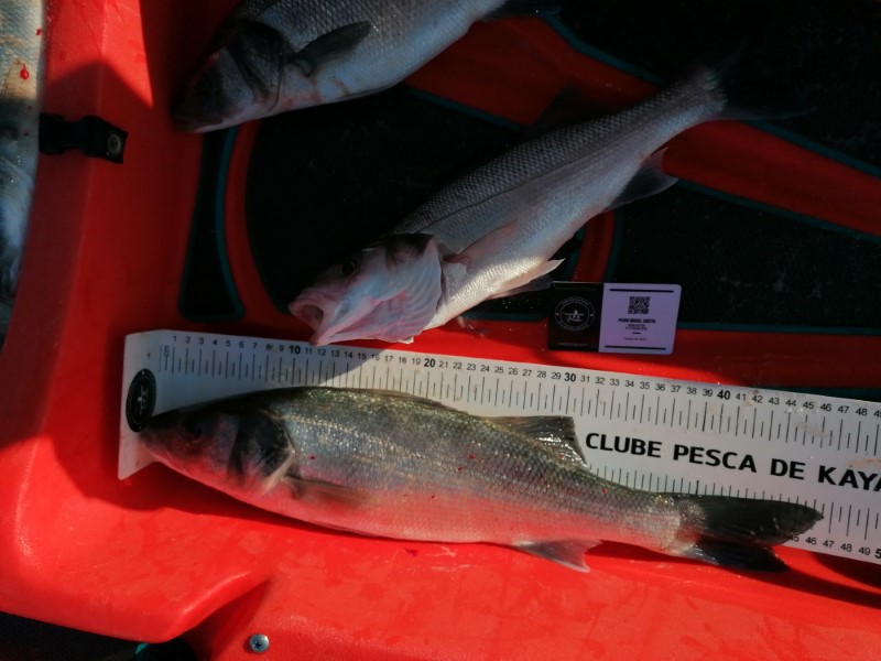 Fish Measure Picture