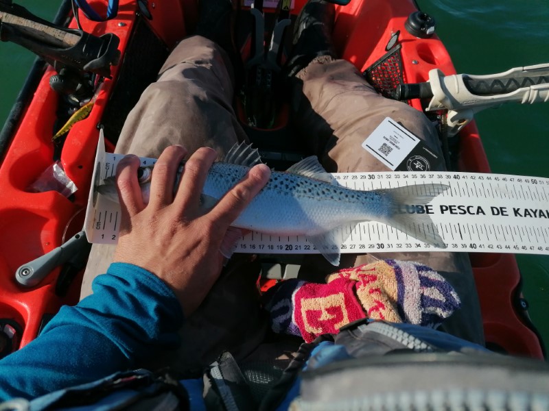 Fish Measure Picture