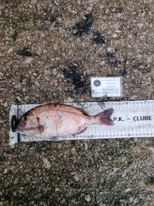 Fish Measure Picture