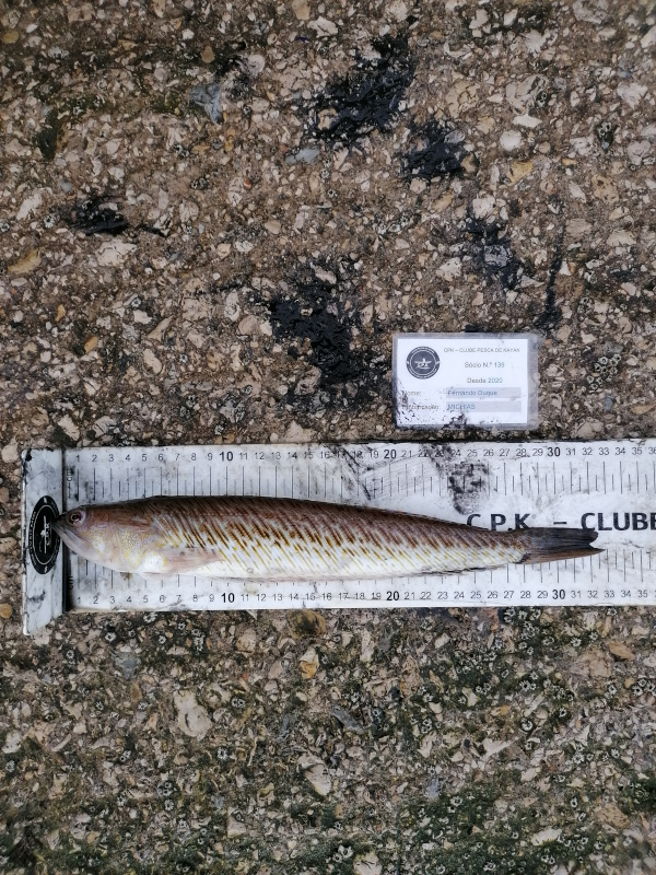 Fish Measure Picture