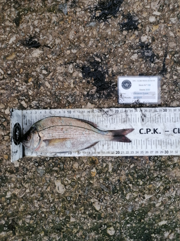 Fish Measure Picture