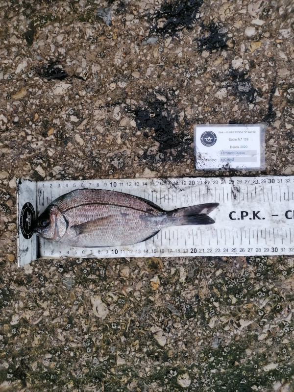 Fish Measure Picture