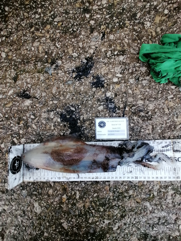 Fish Measure Picture