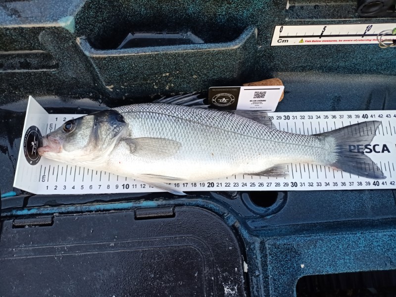 Fish Measure Picture
