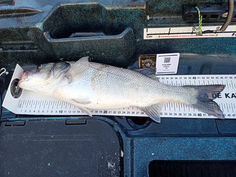 Fish Measure Picture