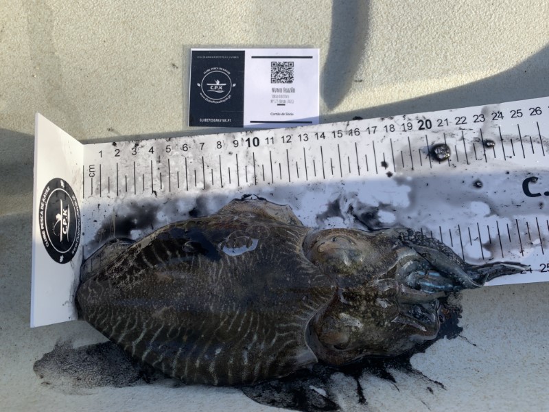 Fish Measure Picture