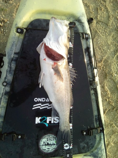 Fish Measure Picture