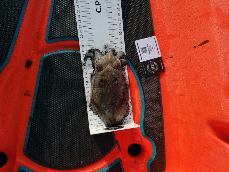 Fish Measure Picture