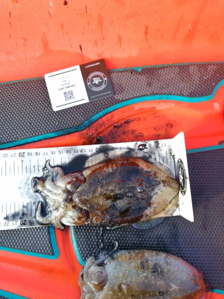 Fish Measure Picture