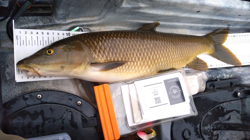 Fish Measure Picture