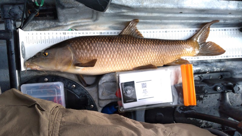 Fish Measure Picture
