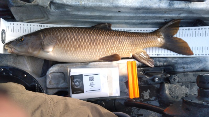 Fish Measure Picture