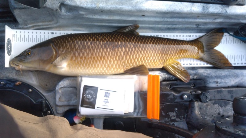 Fish Measure Picture