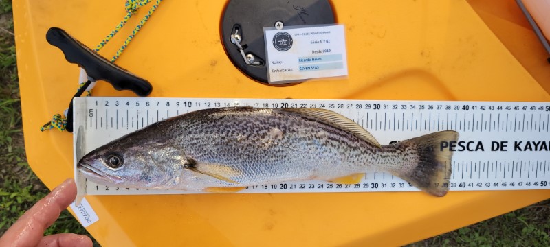 Fish Measure Picture