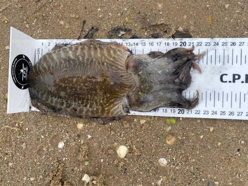 Fish Measure Picture