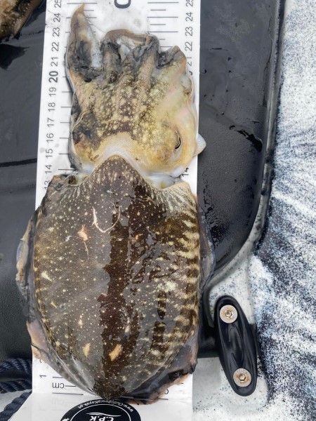 Fish Measure Picture