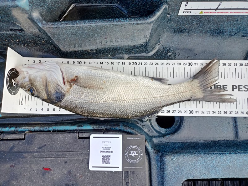 Fish Measure Picture