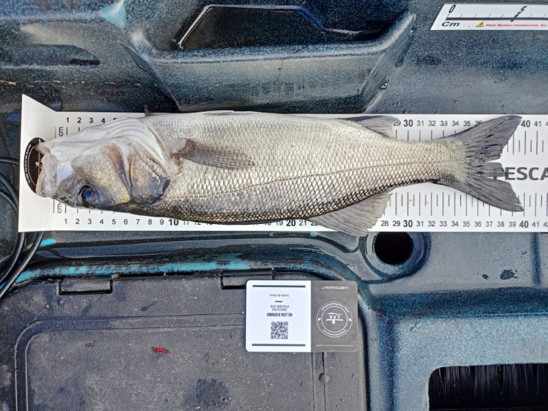 Fish Measure Picture