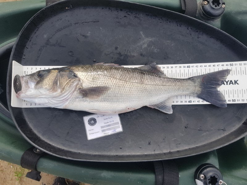 Fish Measure Picture