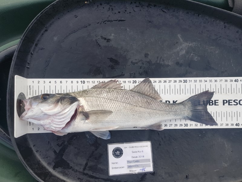 Fish Measure Picture