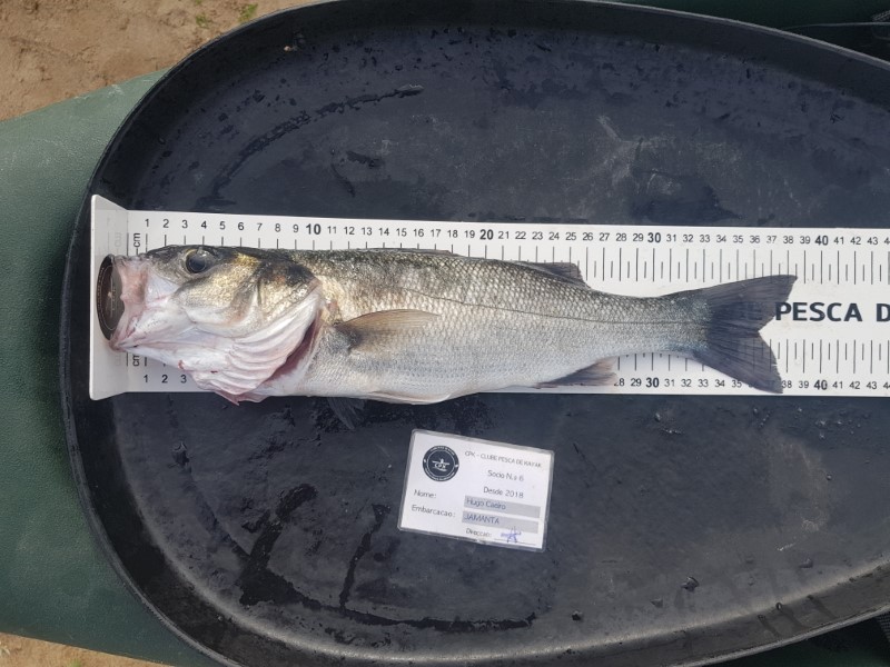 Fish Measure Picture
