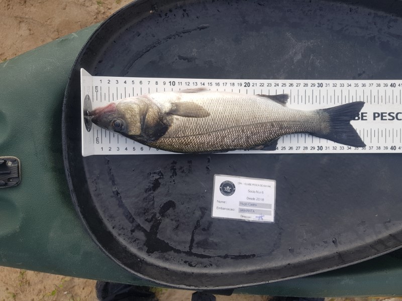 Fish Measure Picture
