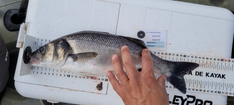 Fish Measure Picture