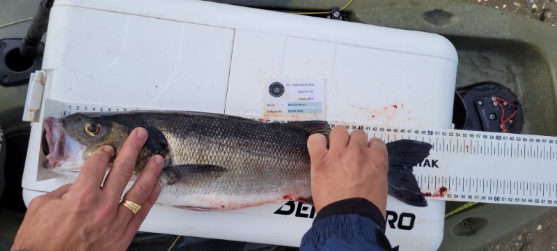 Fish Measure Picture