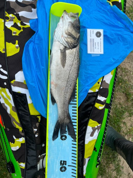 Fish Measure Picture