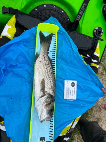 Fish Measure Picture
