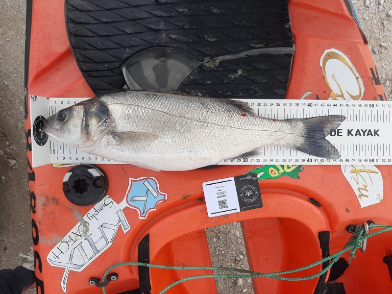 Fish Measure Picture