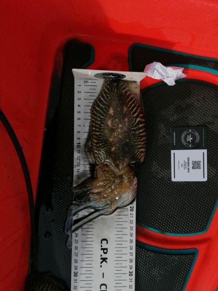 Fish Measure Picture